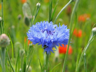 Centaurea