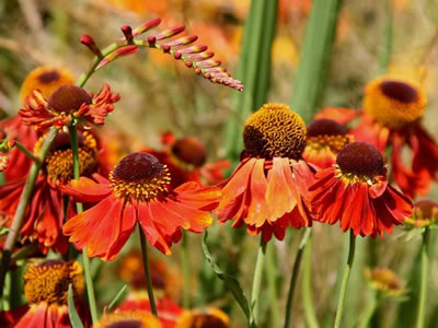 Helenium