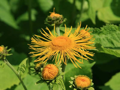 Inula