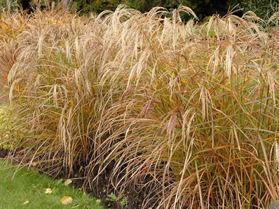 Miscanthus