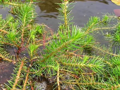 Myriophyllum