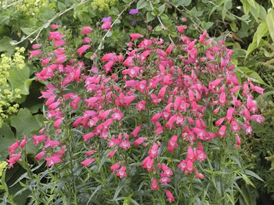 Penstemon “Carillo Red”