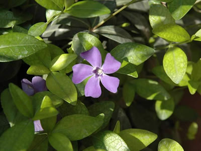 Pervinca minore