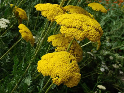 Achillea