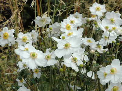 Anemone giapponese (anemone settembrino)