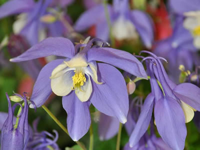 Aquilegia