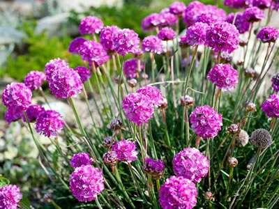 Armeria