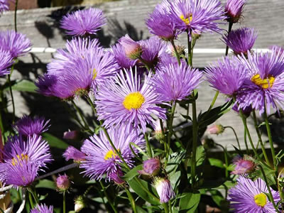 Aster, settembrini