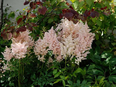 Astilbe