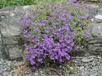 Aubrietia