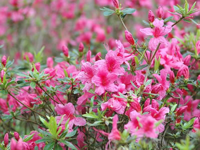 Azalea