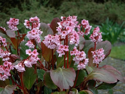 Bergenia