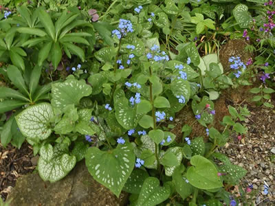 Brunnera