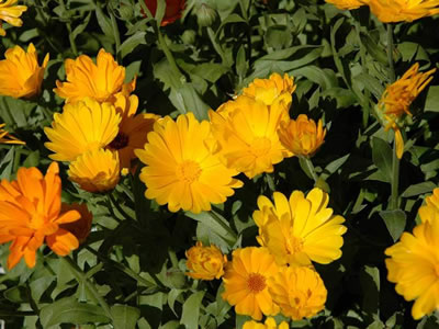 Calendula