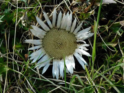 Carlina