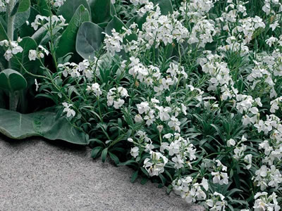 Cerastium