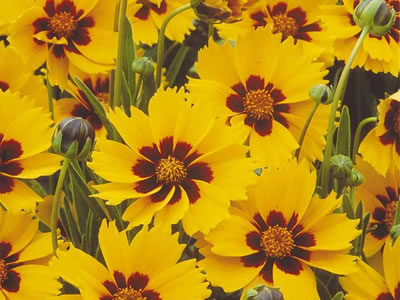 Coreopsis