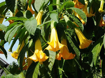 Stramonio (datura)