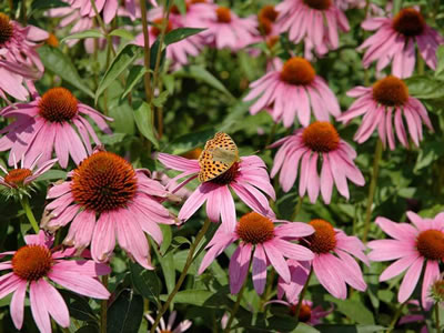 Echinacea