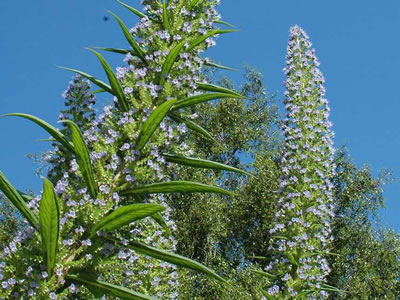 Echium