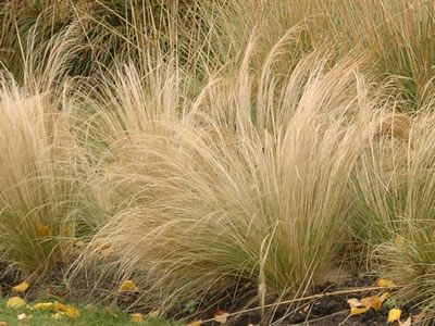 Festuca