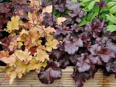 Heuchera