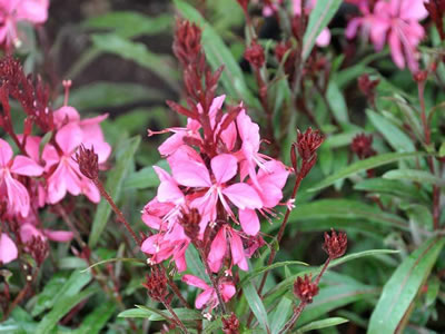 Gaura