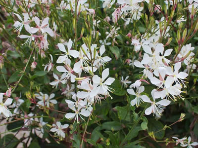 Gaura “Sparkle White”