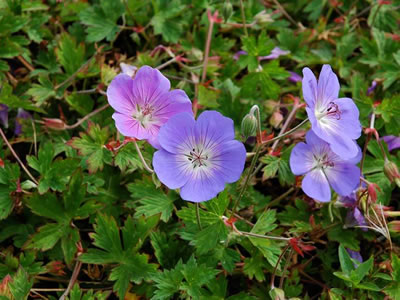 Geranium