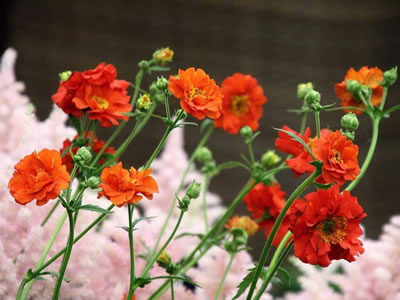 Geum