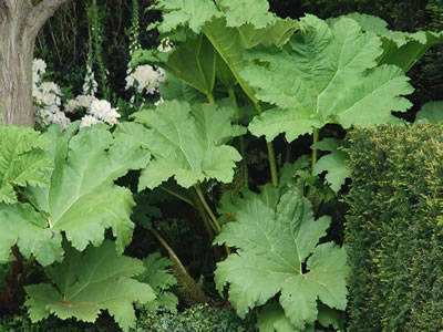 Gunnera