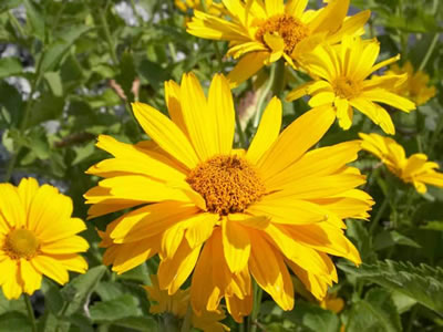 Heliopsis