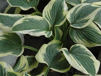 Hosta