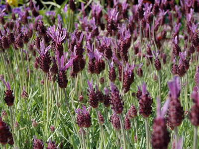 Lavanda sarda