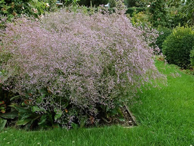 Limonium