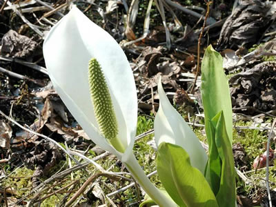 Lysichiton