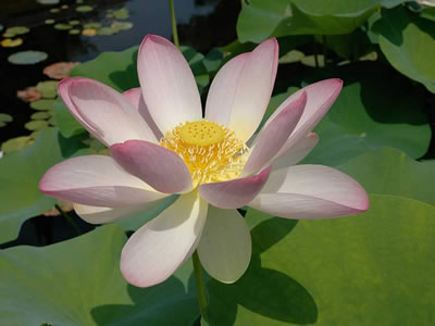 Loto