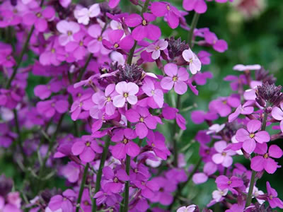 Lunaria annua