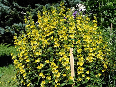 Lysimachia