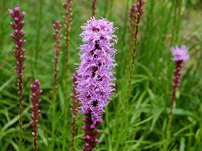 Lythrum