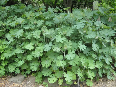 Macleaya