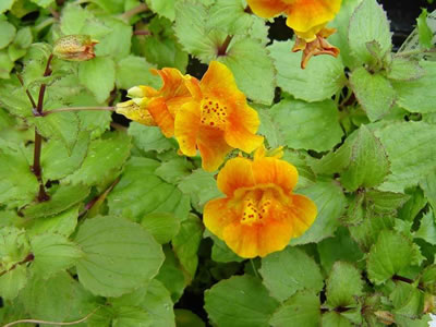 Mimulus