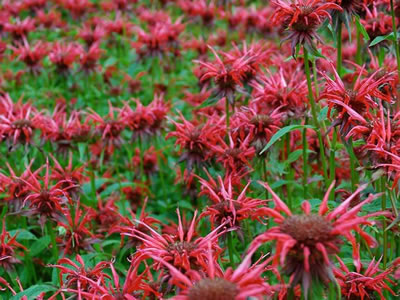 Monarda