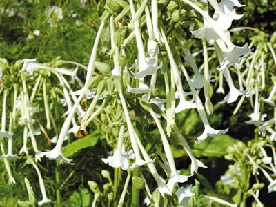 Tabacco ornamentale (Nicotiana)