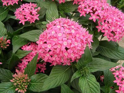 Pentas