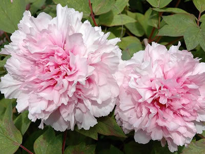 Peonia