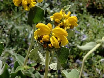 Phlomis