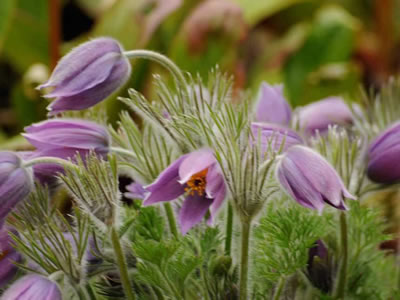 Pulsatilla