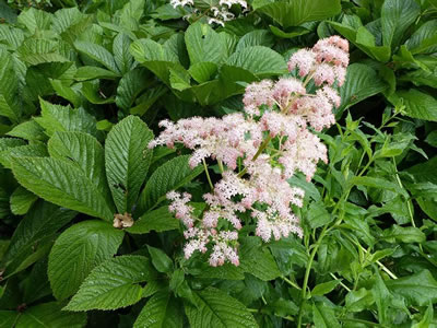 Rodgersia