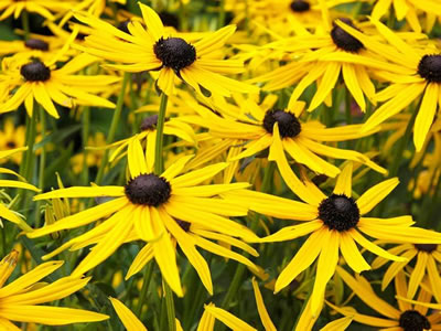 Rudbeckia